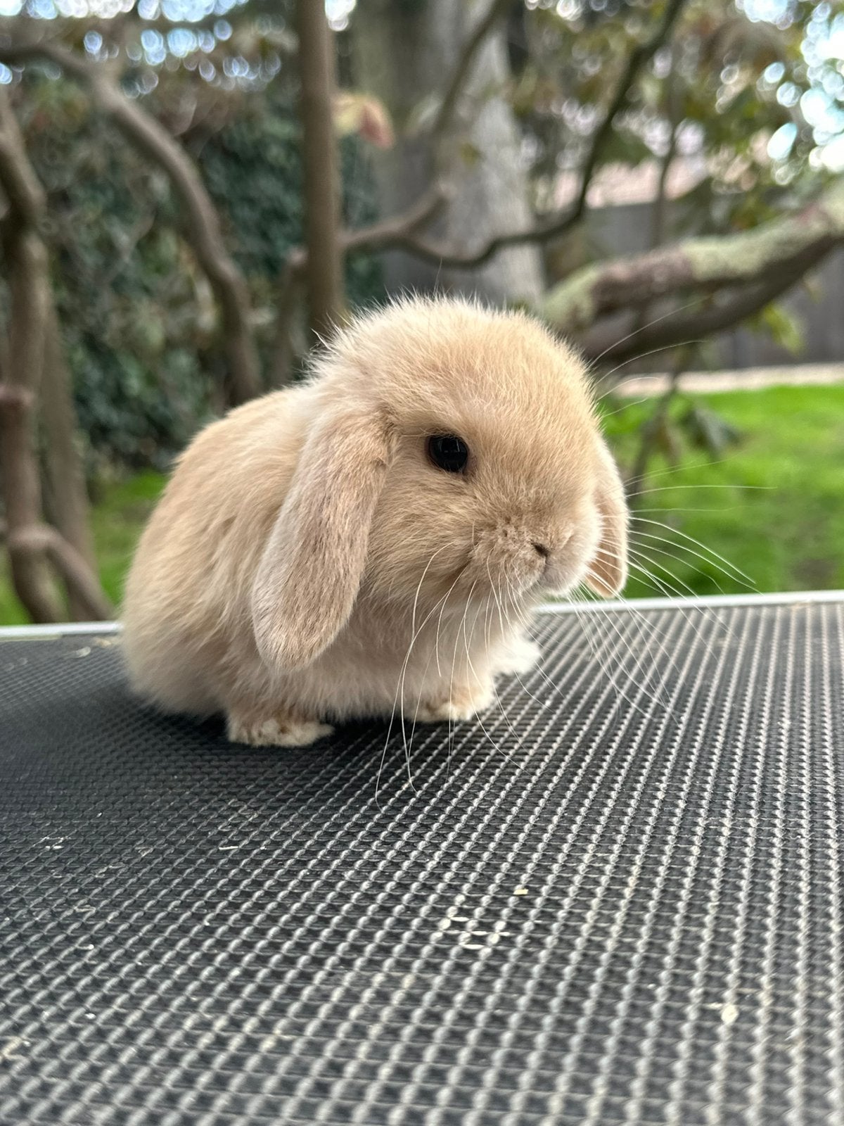 Minilop voedstertje, Dieren en Toebehoren, Klein, Hangoor