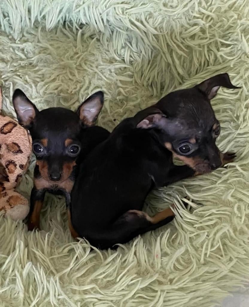 Chiots Pinscher miniatures, 8 à 15 semaines, Plusieurs, Éleveur | Loisir, Hépatite contagieuse (maladie de Rubarth)