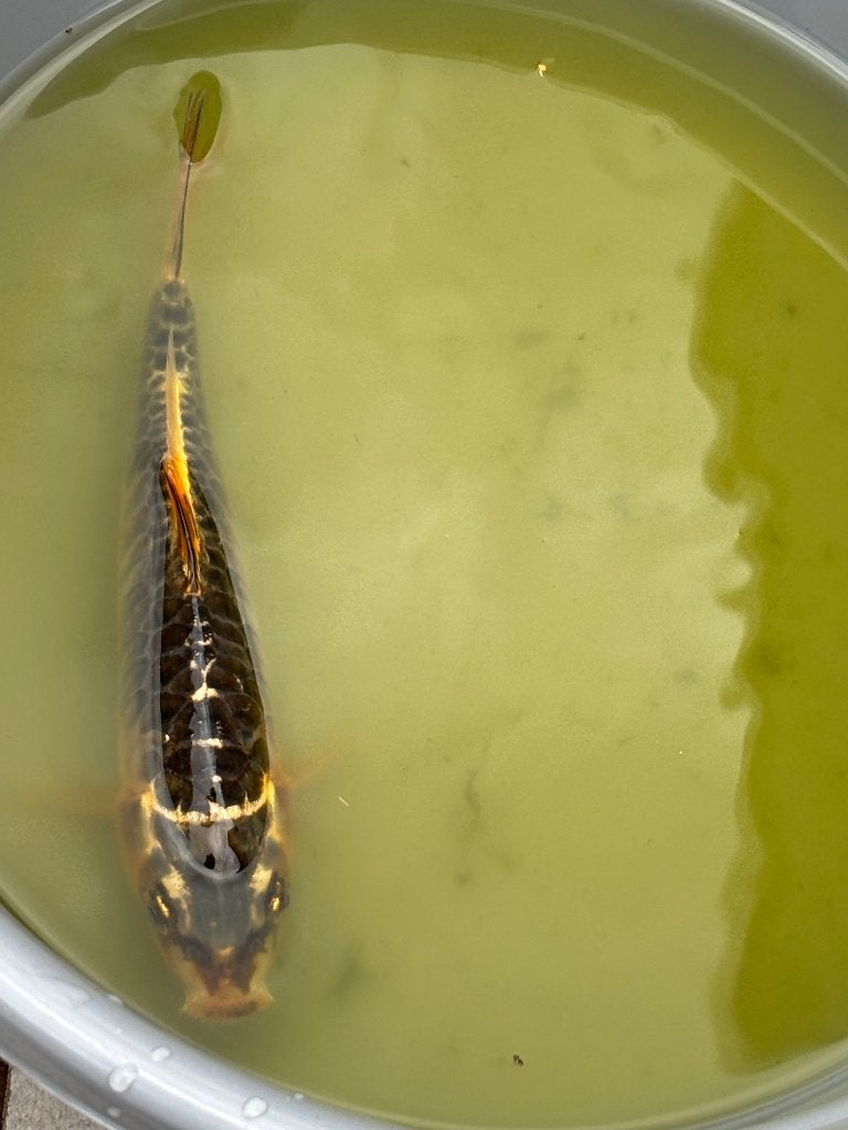 Aragoke Koi van 18cm, Karper of Koi