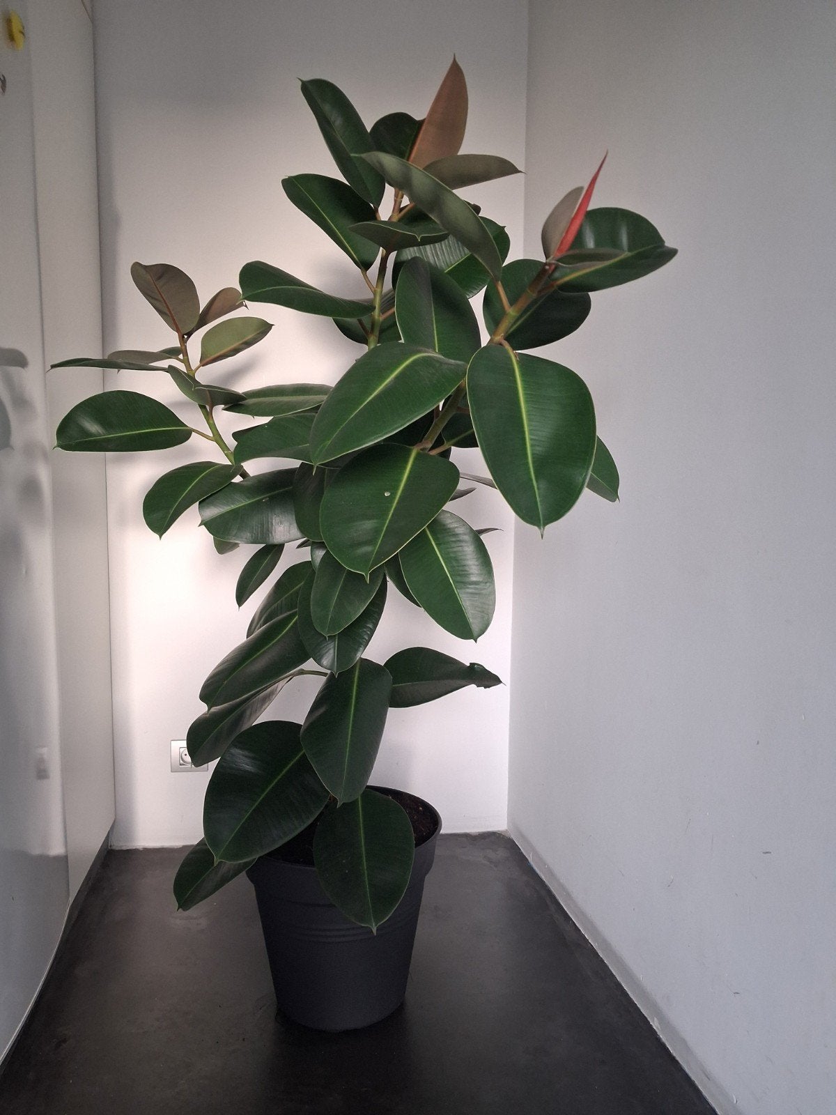 Ficus Robusta, Enlèvement, Ficus