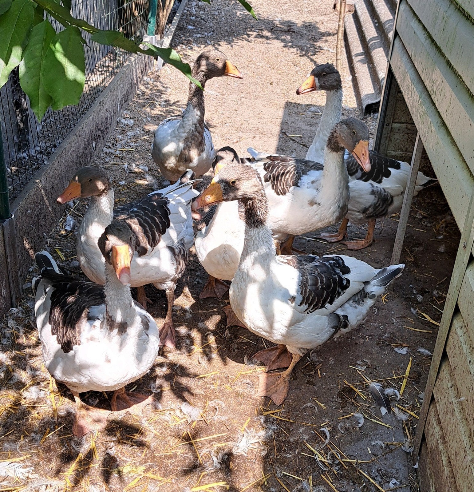 Vlaamse ganzen, Dieren en Toebehoren, Pluimvee