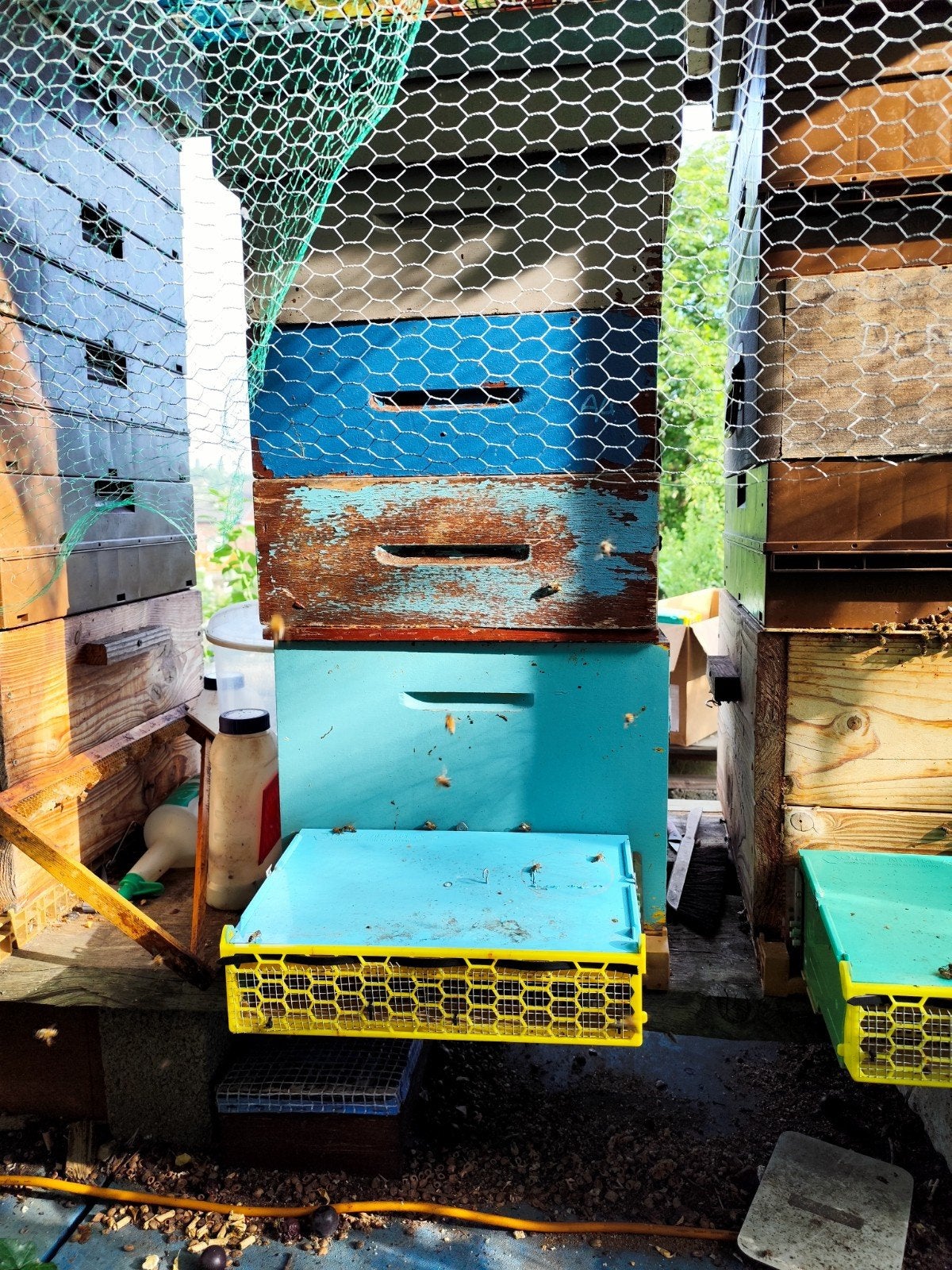 Ruches. Buckfast. Apiculture., Animaux & Accessoires, Volatiles | Accessoires