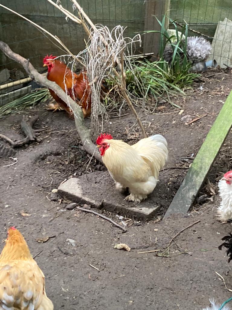 Cochin kriel haantje, Dieren en Toebehoren, Pluimvee