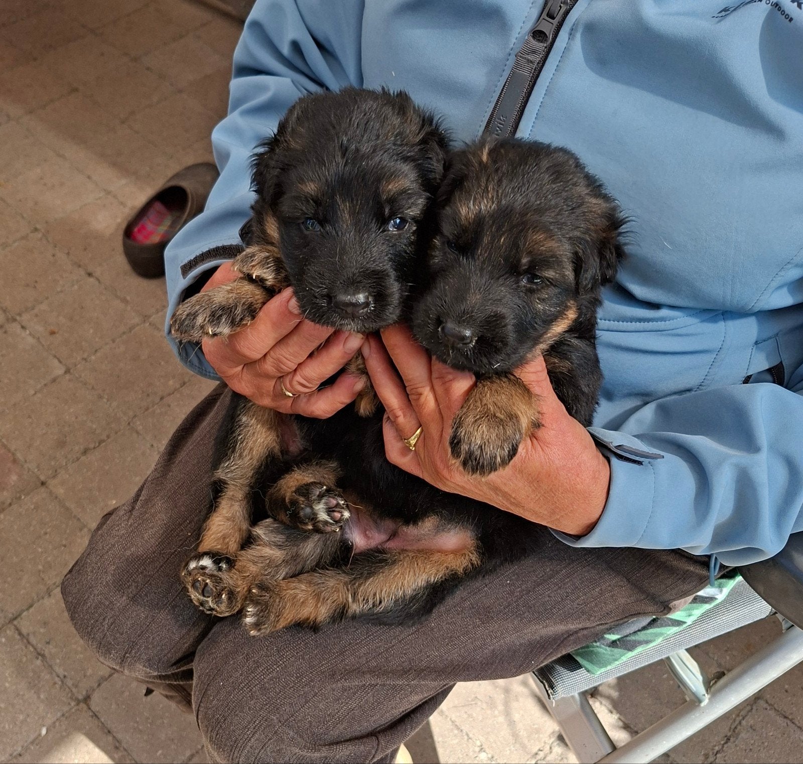 langharig oude duitseherders pups, België, Particulier, Reu, CDV (hondenziekte)