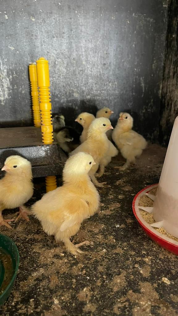 Brahma kuikens geboren op 4 mei, Animaux & Accessoires, Plusieurs animaux, Poule ou poulet