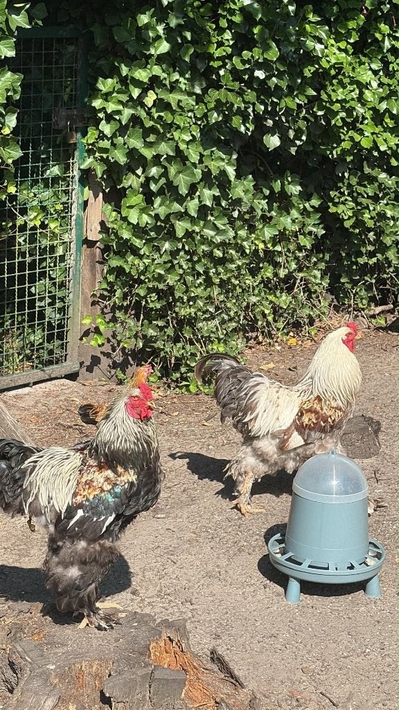 Brahma zwartzalm te koop, Dieren en Toebehoren, Pluimvee