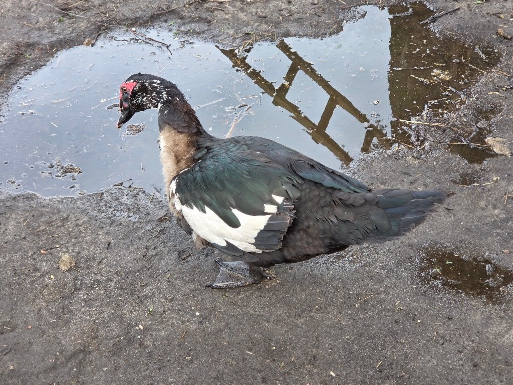 Muskuseend, Dieren en Toebehoren, Mannelijk, Eend