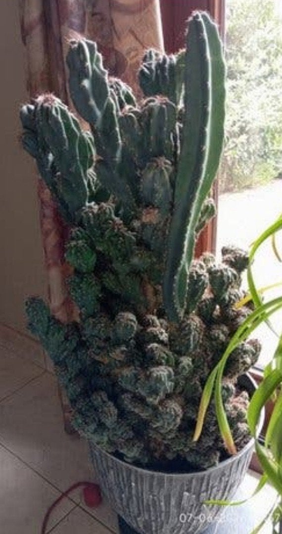 Cactus kamerplant 35 jaar  1 meter hoog, Ophalen, Cactus