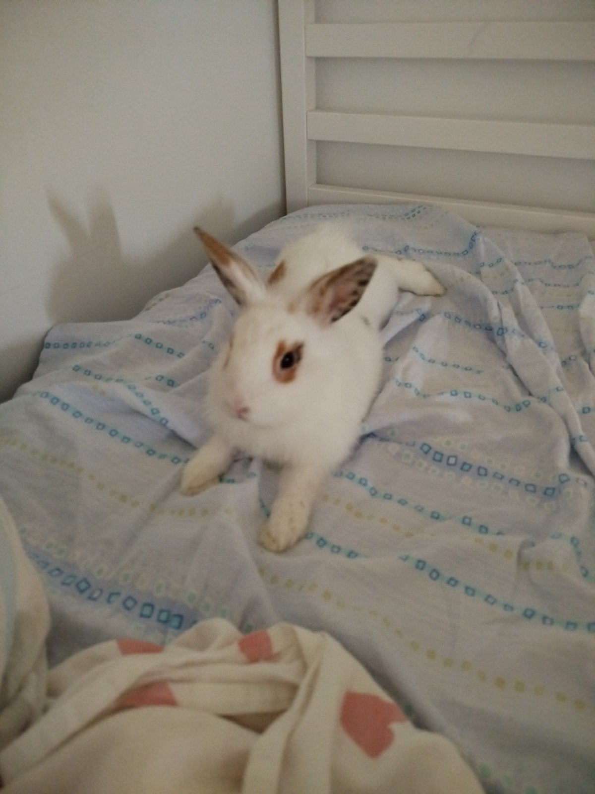 Lapine de 3 mois et demi, Animaux & Accessoires, Rongeurs, Février, Domestique, Autres types, Femelle