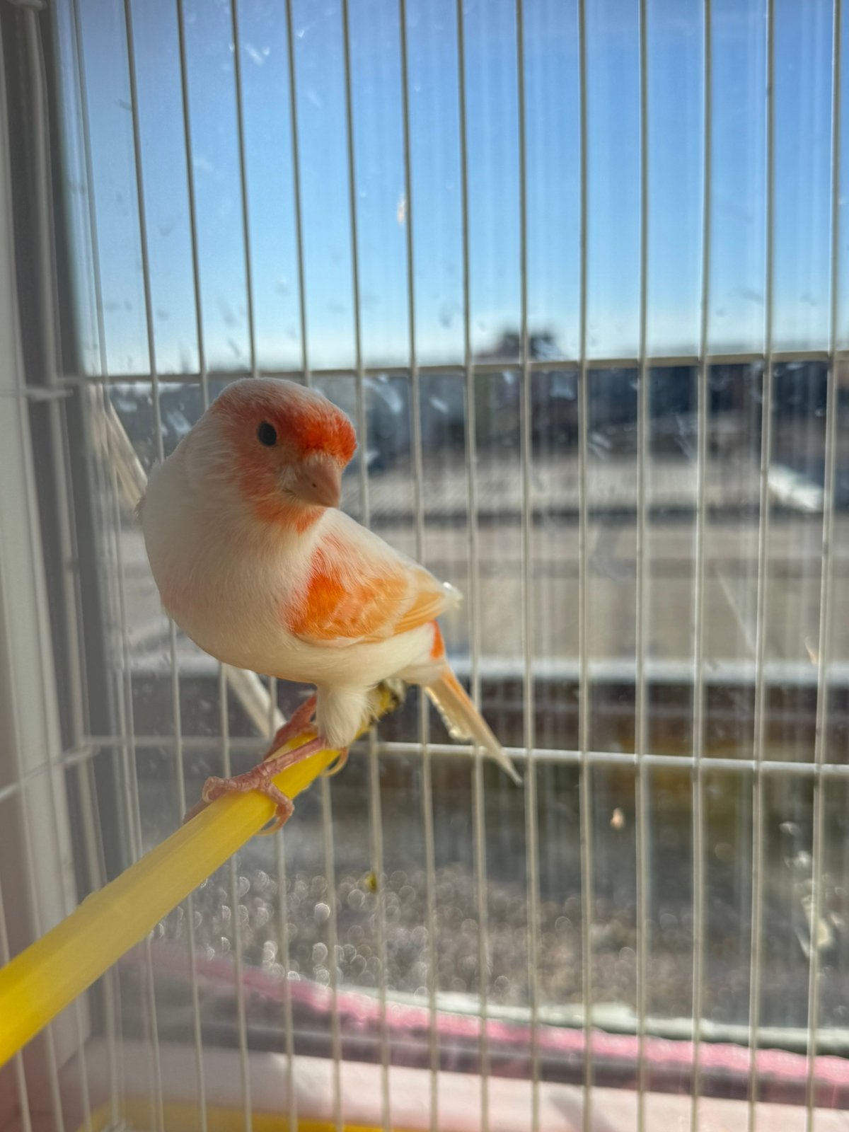 Canari mâle, Animaux & Accessoires, Mâle