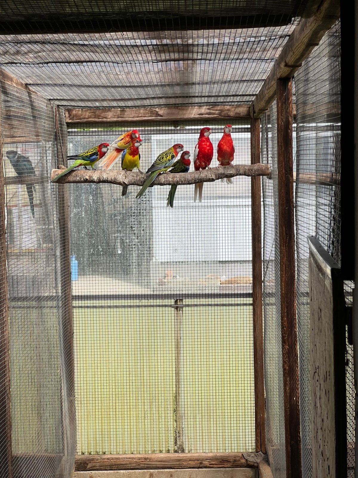 Rosella Parkieten 2026 onverwant, Meerdere dieren, Parkiet, Geringd