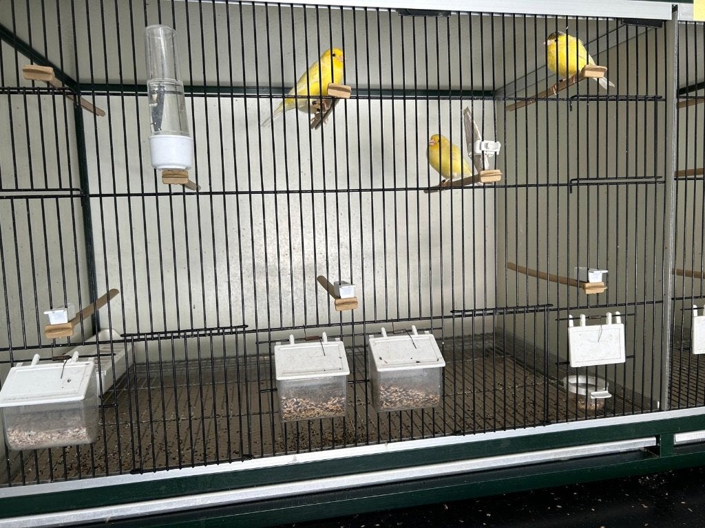 Jonge waterslagers 2026., Dieren en Toebehoren, Vogels | Kanaries, Meerdere dieren, Zangkanarie