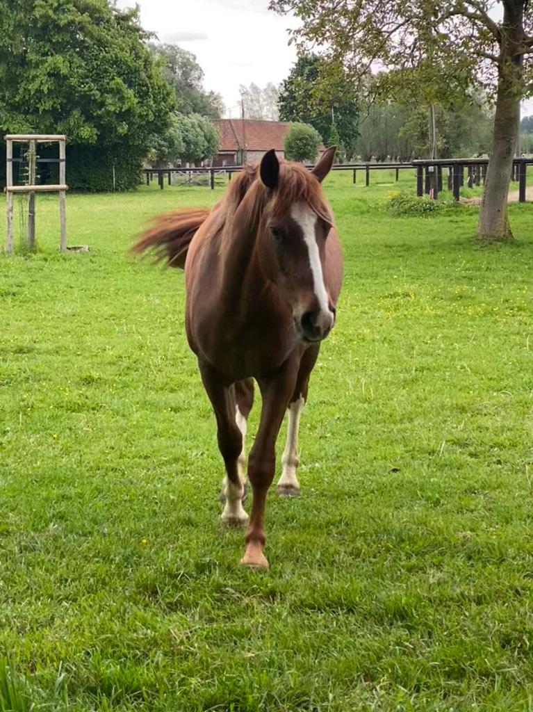 Franches Montagnes, Freiberger, Hongre, Moins de 160 cm, Avec pedigree, Non dressé