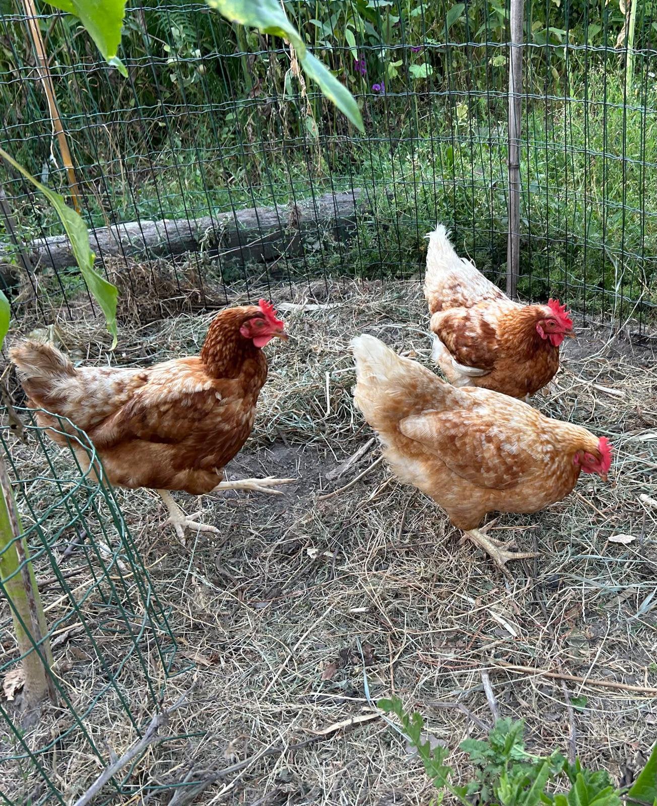 GRATIS: 3 legkippen, Dieren en Toebehoren, Pluimvee, Kip, Vrouwelijk