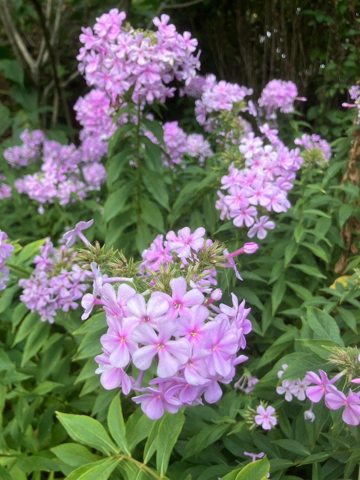 Phlox, Tuin en Terras, Vaste plant, Halfschaduw, Zomer, Ophalen