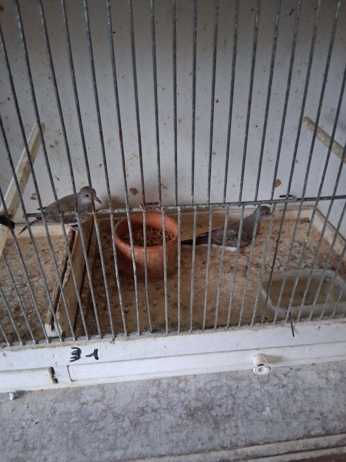 diamantduif, Dieren en Toebehoren