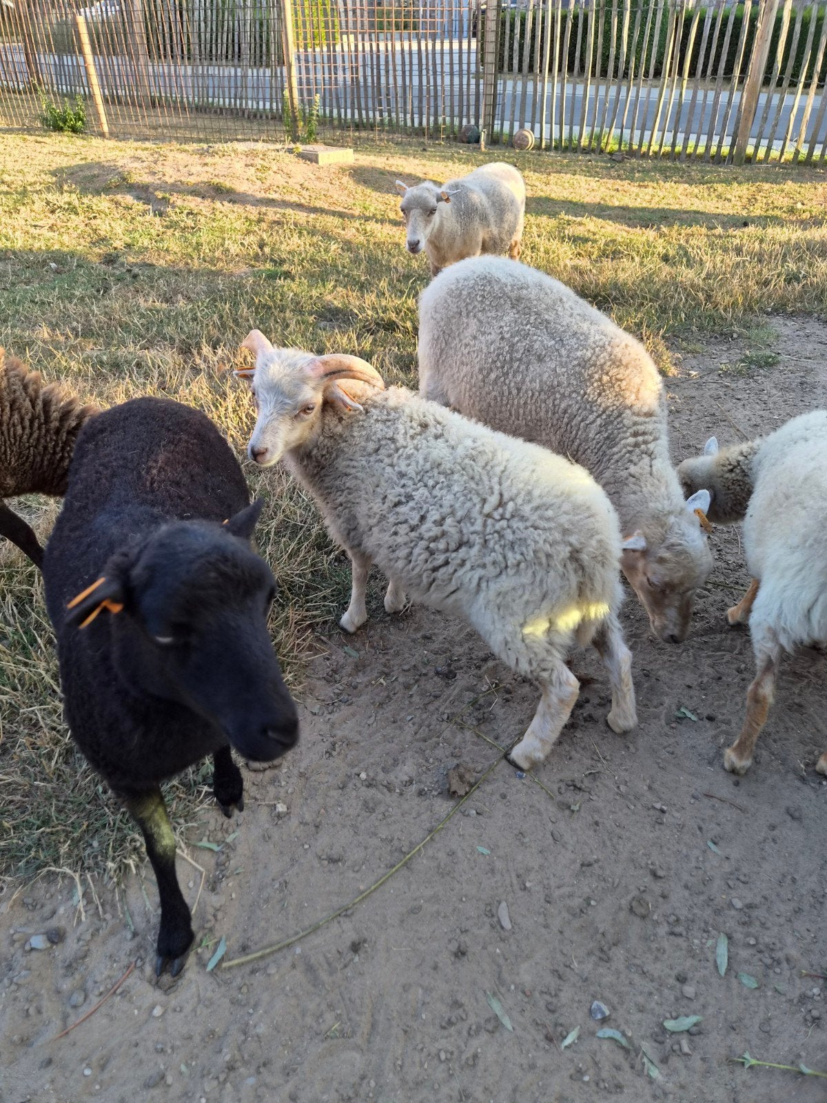 Ouessantschapen met stamboek, Dieren en Toebehoren, Schapen, Geiten en Varkens