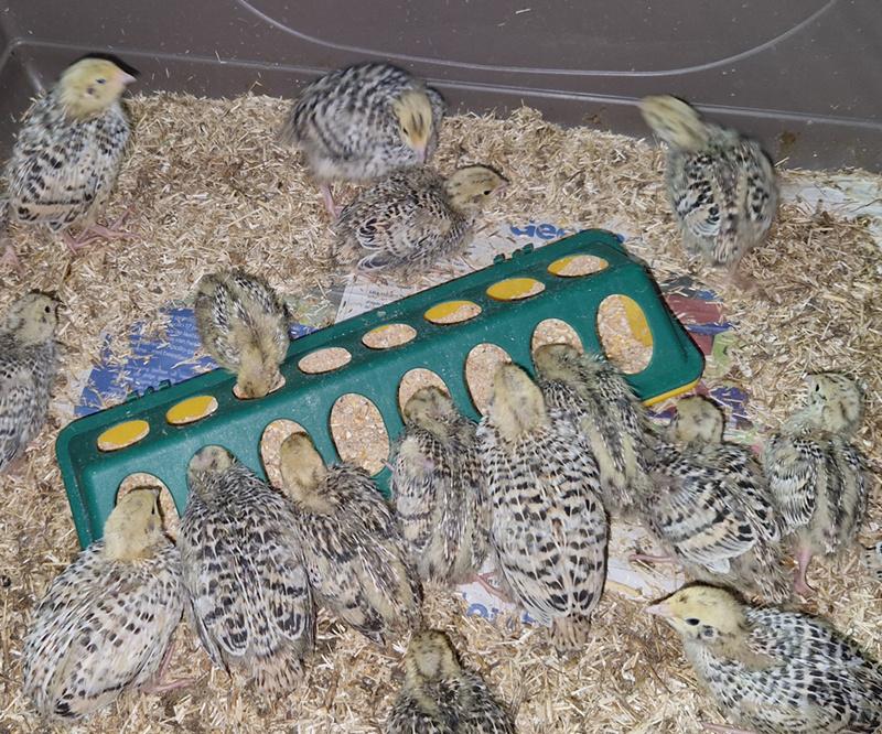 Japanse kwartels kuikens van 14 dagen, Dieren en Toebehoren