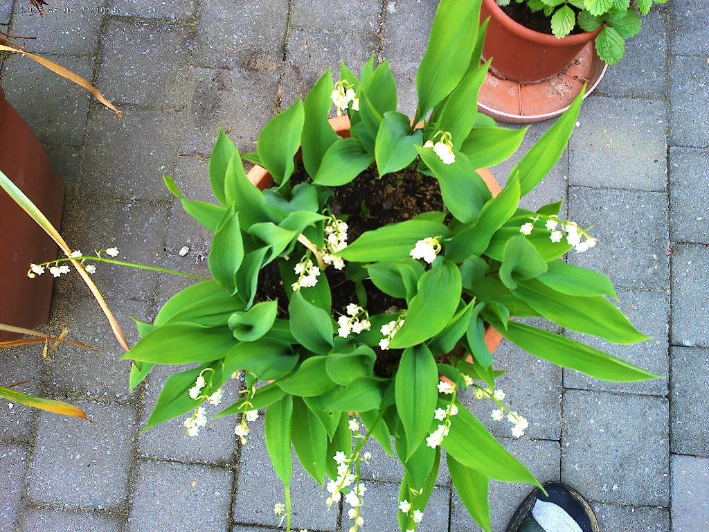 Grote pot Meiklokjes, Tuin en Terras, Ophalen, Bodembedekkers, Vaste plant, Halfschaduw