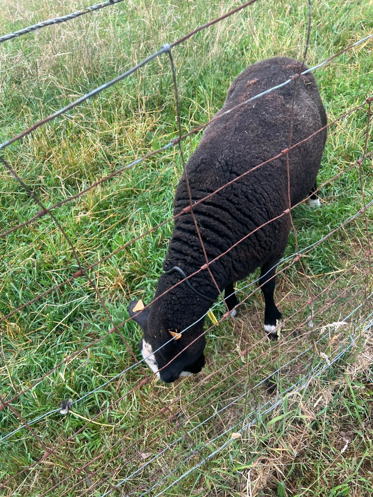 Zwart bless ooi, Femelle, Mouton