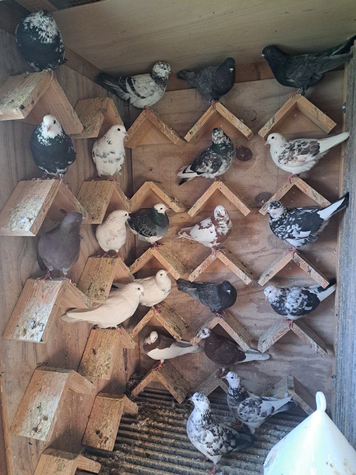 birmingham rollers, Animaux & Accessoires, Plusieurs animaux, Pigeon culbutant ou Roller