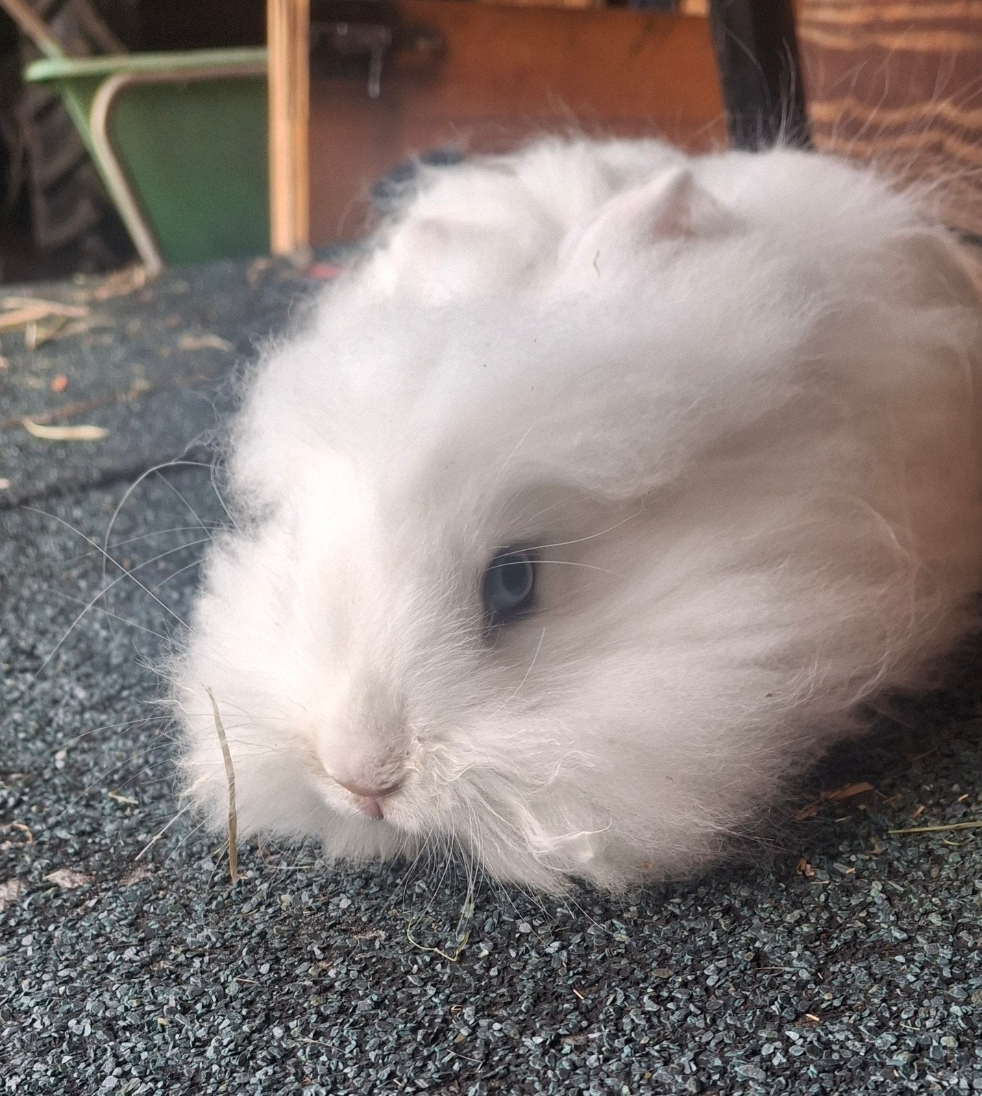 Dwergkonijn  12w oud, Dieren en Toebehoren, Mannelijk