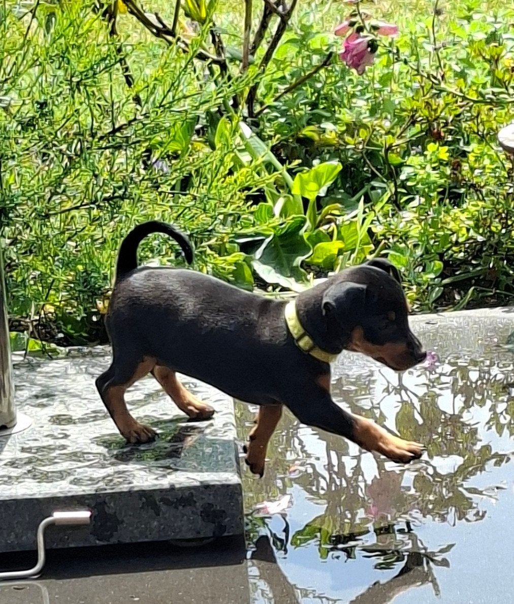 Dwergpincher puppy's aangeboden, Plusieurs animaux, 8 à 15 semaines, Particulier, Parvovirose