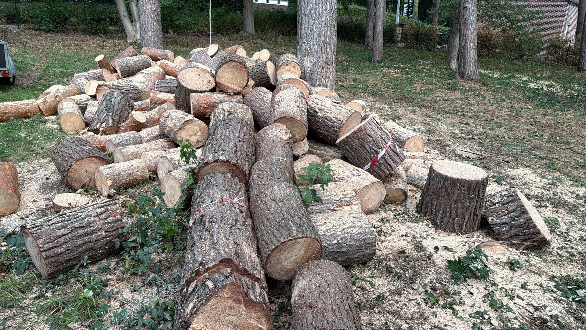 Bois a donner, 6 m³ ou plus, Enlèvement, Bûches