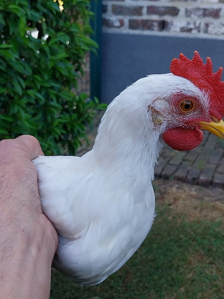 Leghorn, Mannelijk, Kip