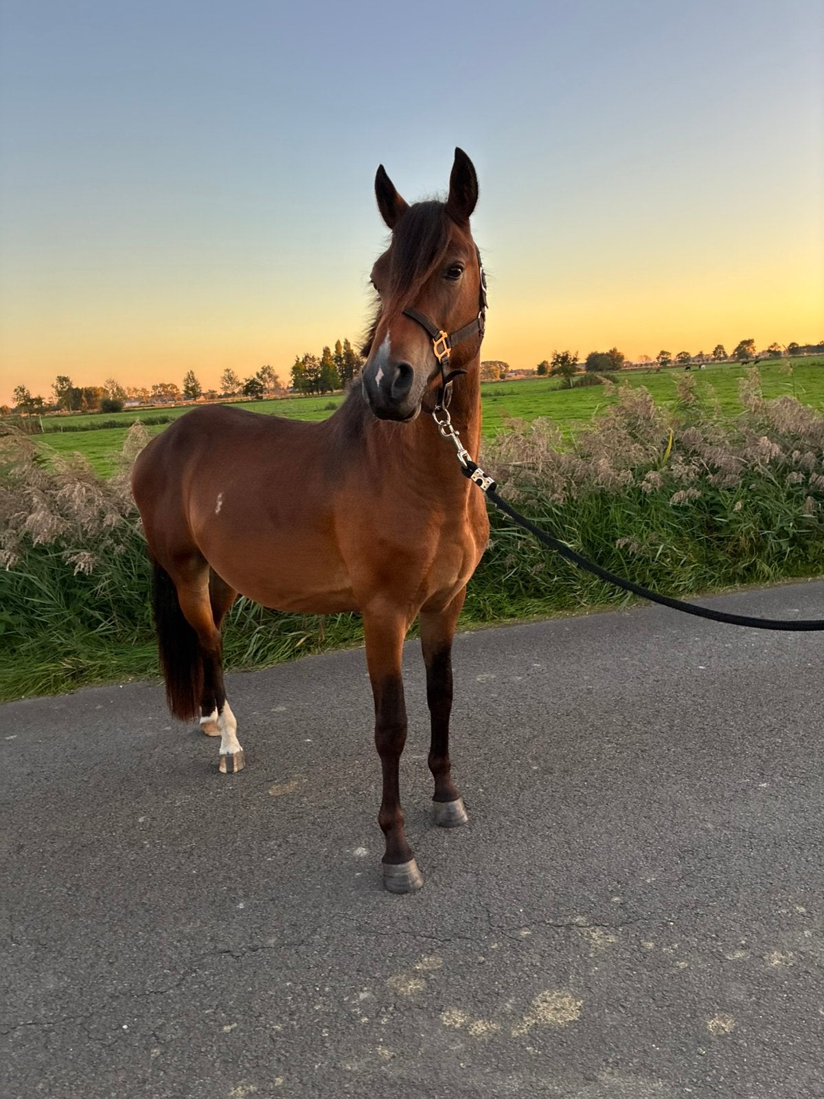 2 jarige D pony, Dieren en Toebehoren, Springpony, 0 tot 2 jaar, Hengst, Met stamboom