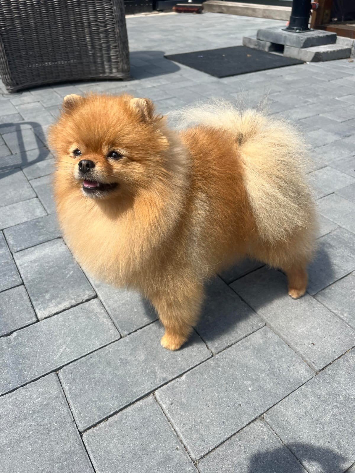 Staat ter dekking dwergkees pomeriaan pomeranian, België, Fokker | Hobbymatig, Keeshond, Reu