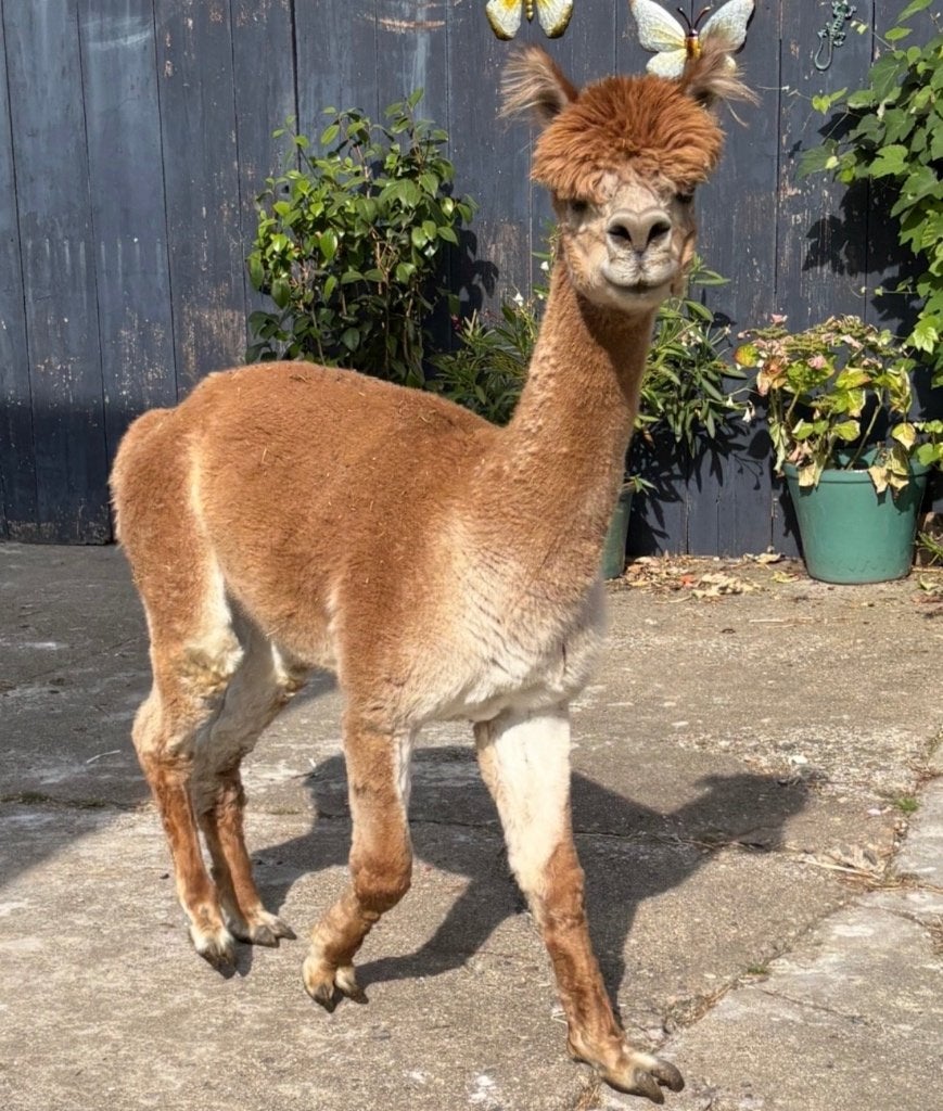Alpaca hengst met stamboom, Animaux & Accessoires, Moutons, Chèvres & Cochons, Mâle, Mouton, 6 ans ou plus