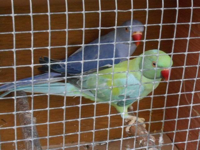 colliers non liés 2025, Plusieurs animaux, Perruche, Bagué