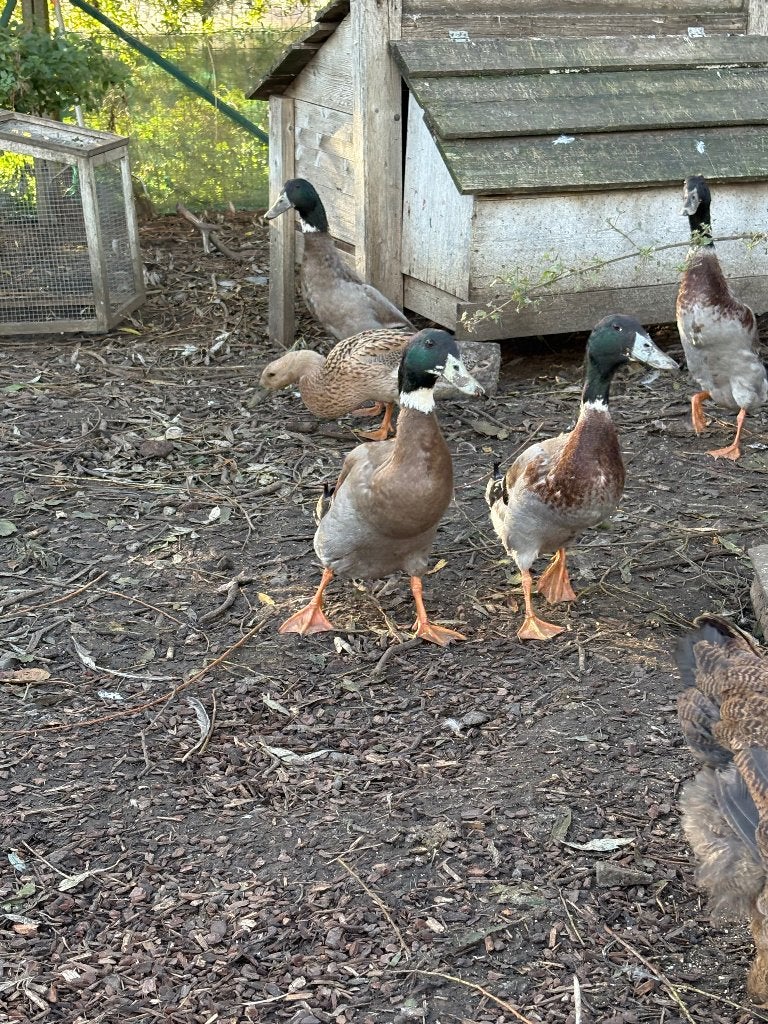 Indische loopeenden, Animaux & Accessoires, Mâle, Canard