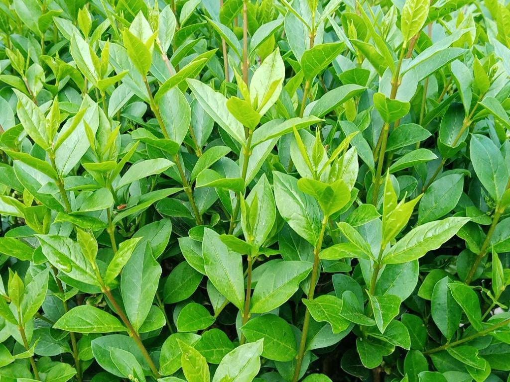 Ligustrum / liguster, Enlèvement, Troène, Haie, Moins de 100 cm