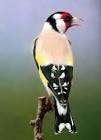 Distelvinken eumo 2026 ., Plusieurs animaux, Oiseau chanteur sauvage, Bagué