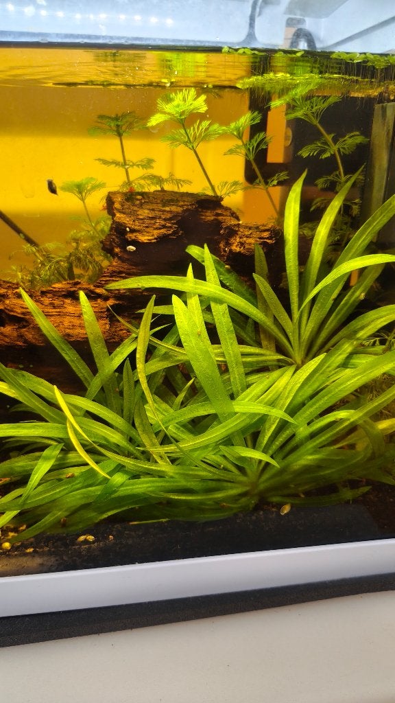 Plantes pour aquarium, Enlèvement, Plante(s), Pierre ou Bois