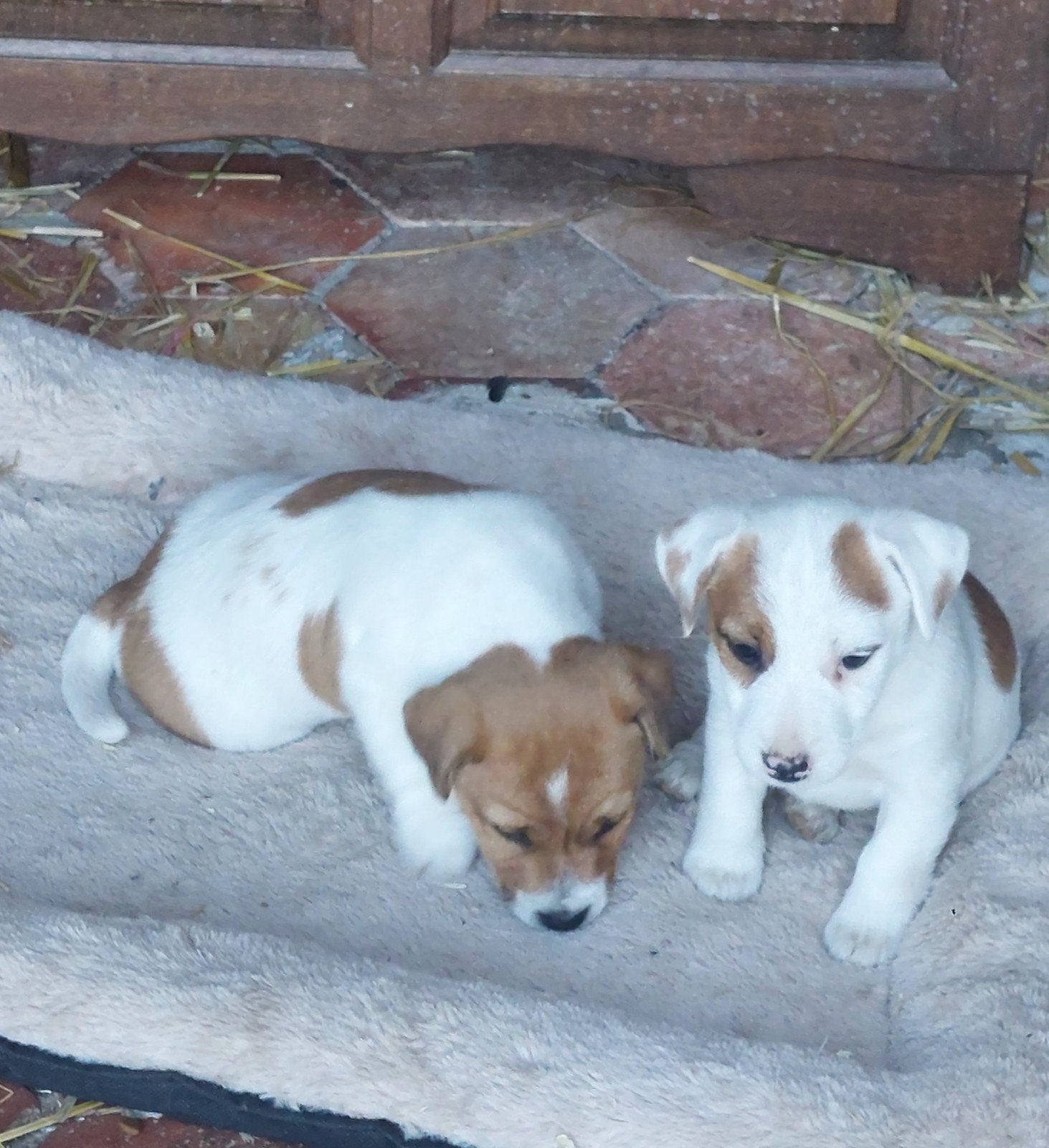Ruwharige en kortharige Jack Russel pups, Dieren en Toebehoren, België, Fokker | Hobbymatig, Jack Russell Terriër, 8 tot 15 weken