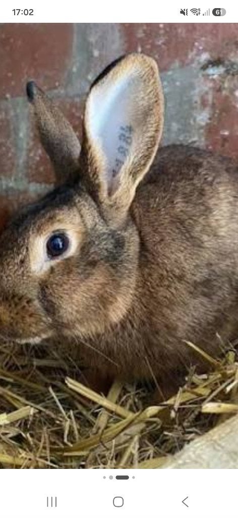 steenkonijn ram, Dieren en Toebehoren, Mannelijk, Middelgroot, 3 tot 5 jaar