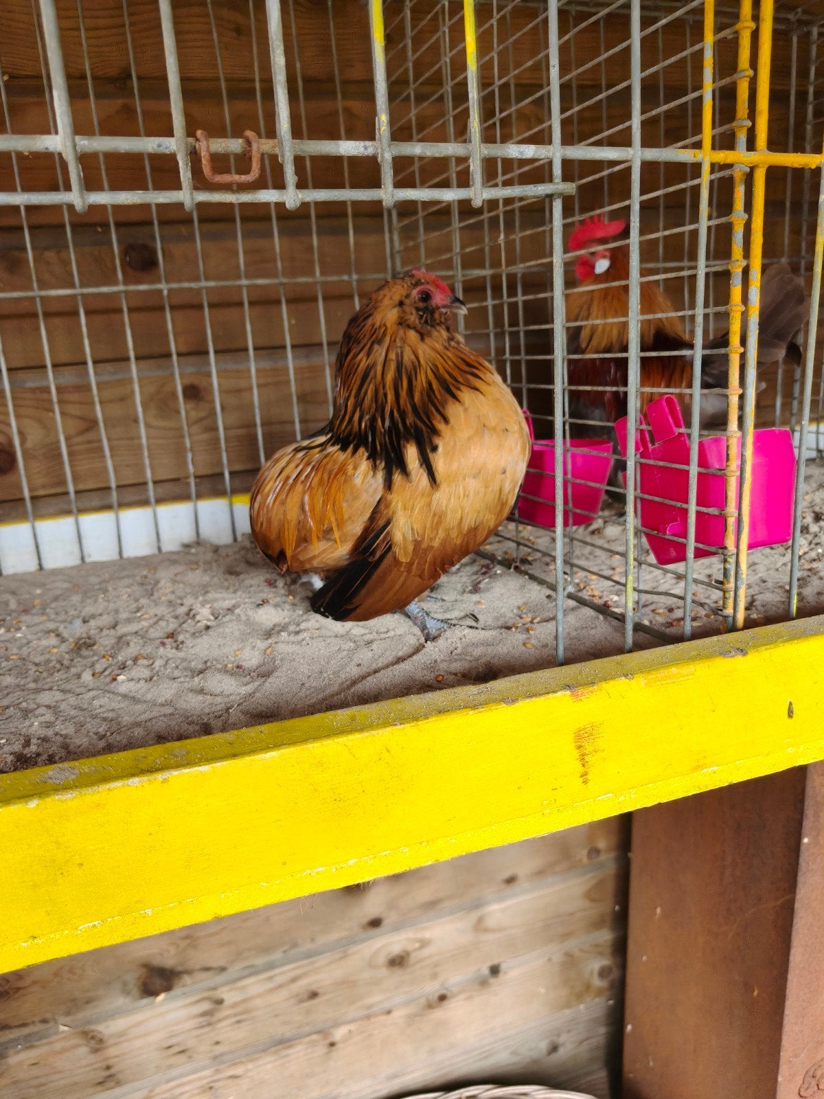Koppel baardkrielen kwartel., Plusieurs animaux, Poule ou poulet