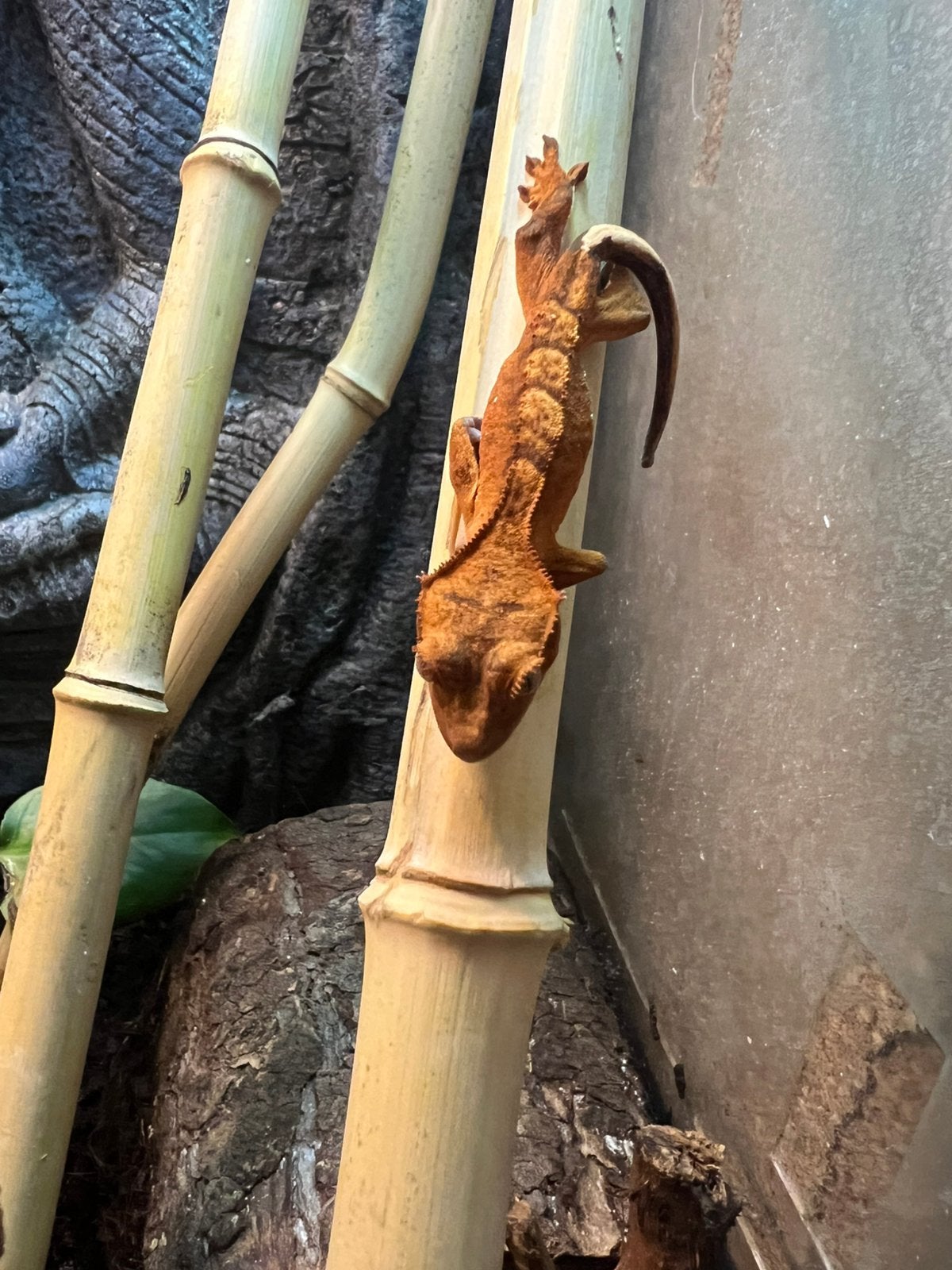 geckos a crete 2026, Animaux & Accessoires