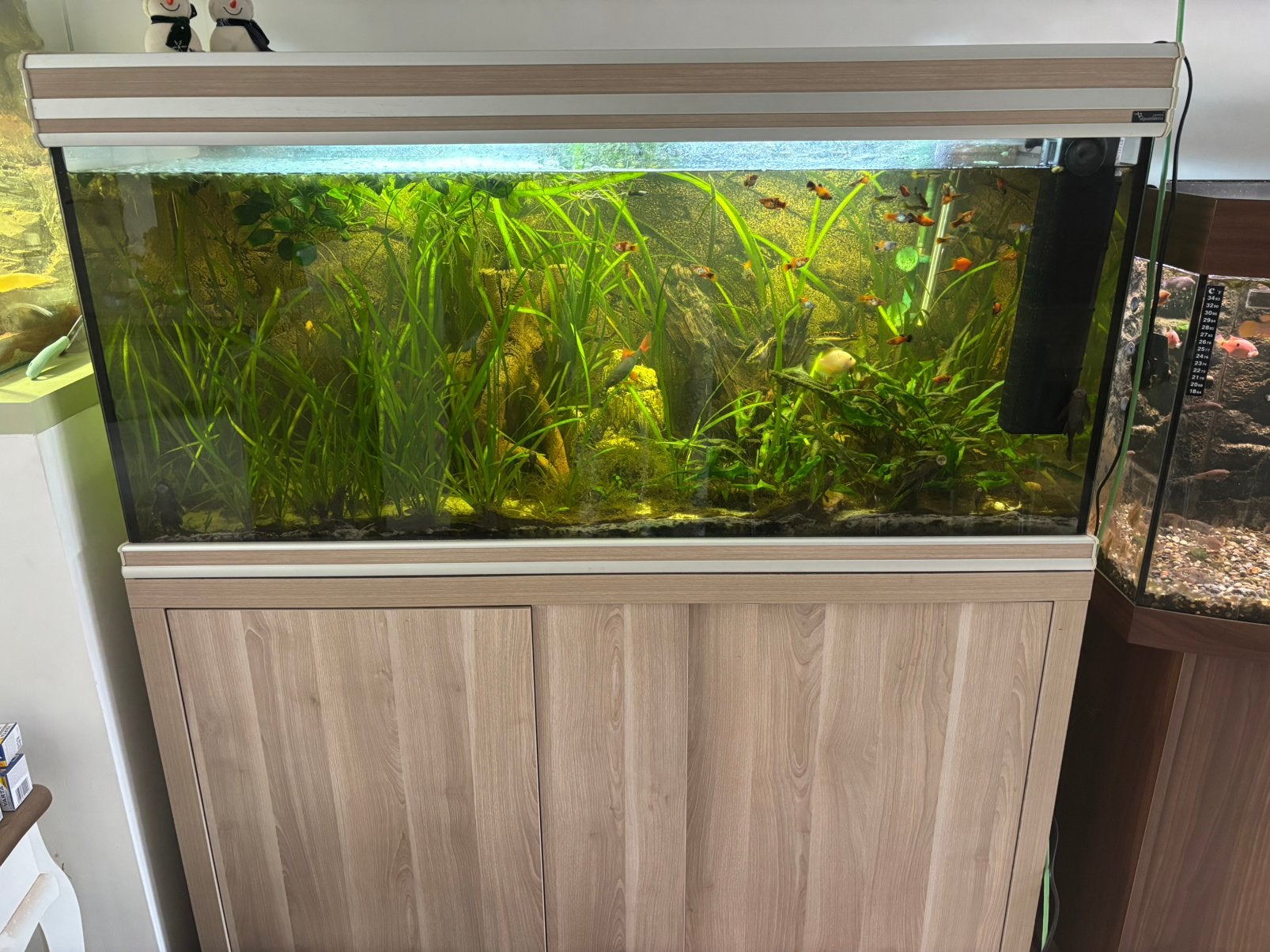 Aquarium met toebehoren en vissen, Enlèvement, Comme neuf
