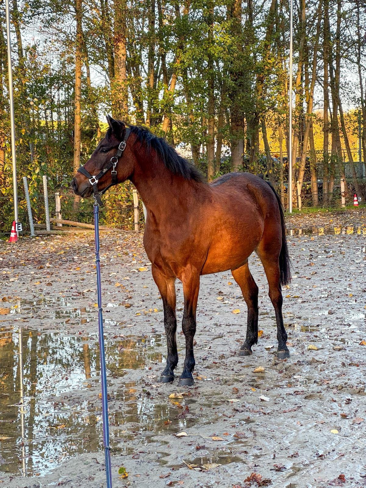 D pony, Dieren en Toebehoren, Paarden, Merrie, M