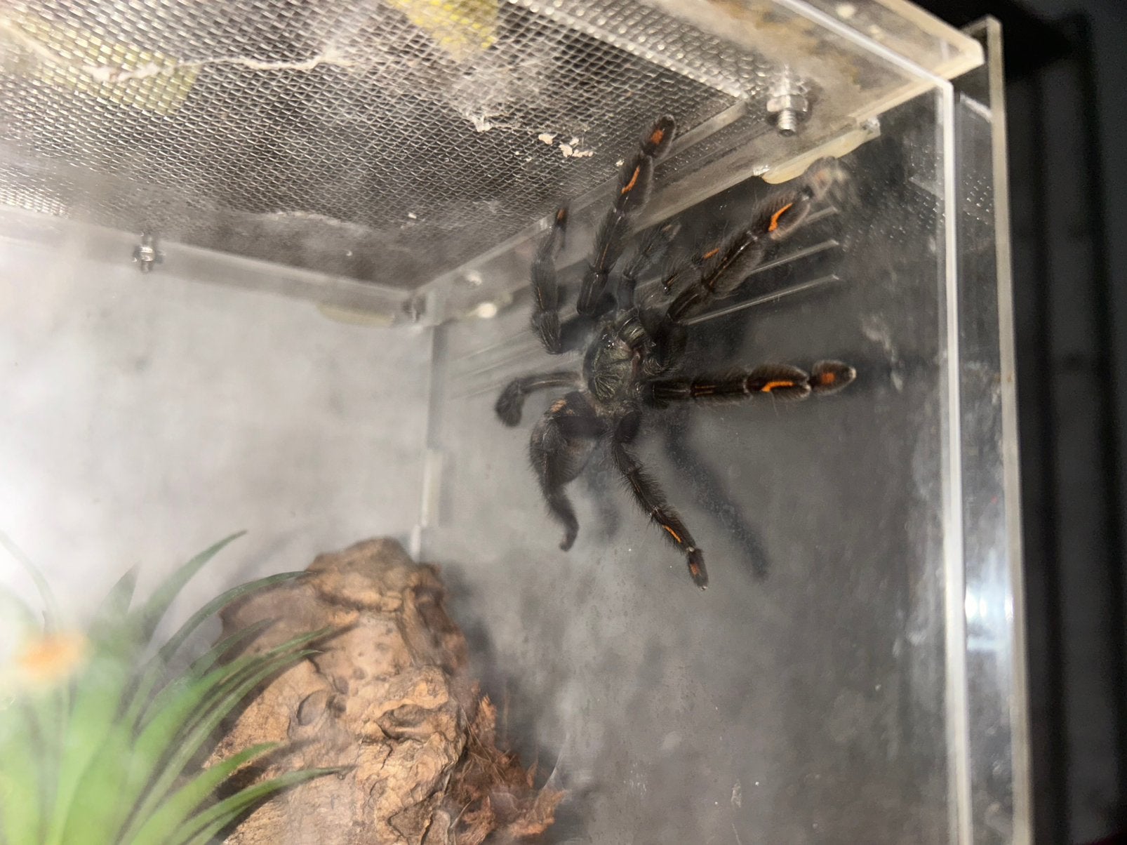 Vogelspinnen - Tarantula's te koop, Dieren en Toebehoren, Spin of Schorpioen