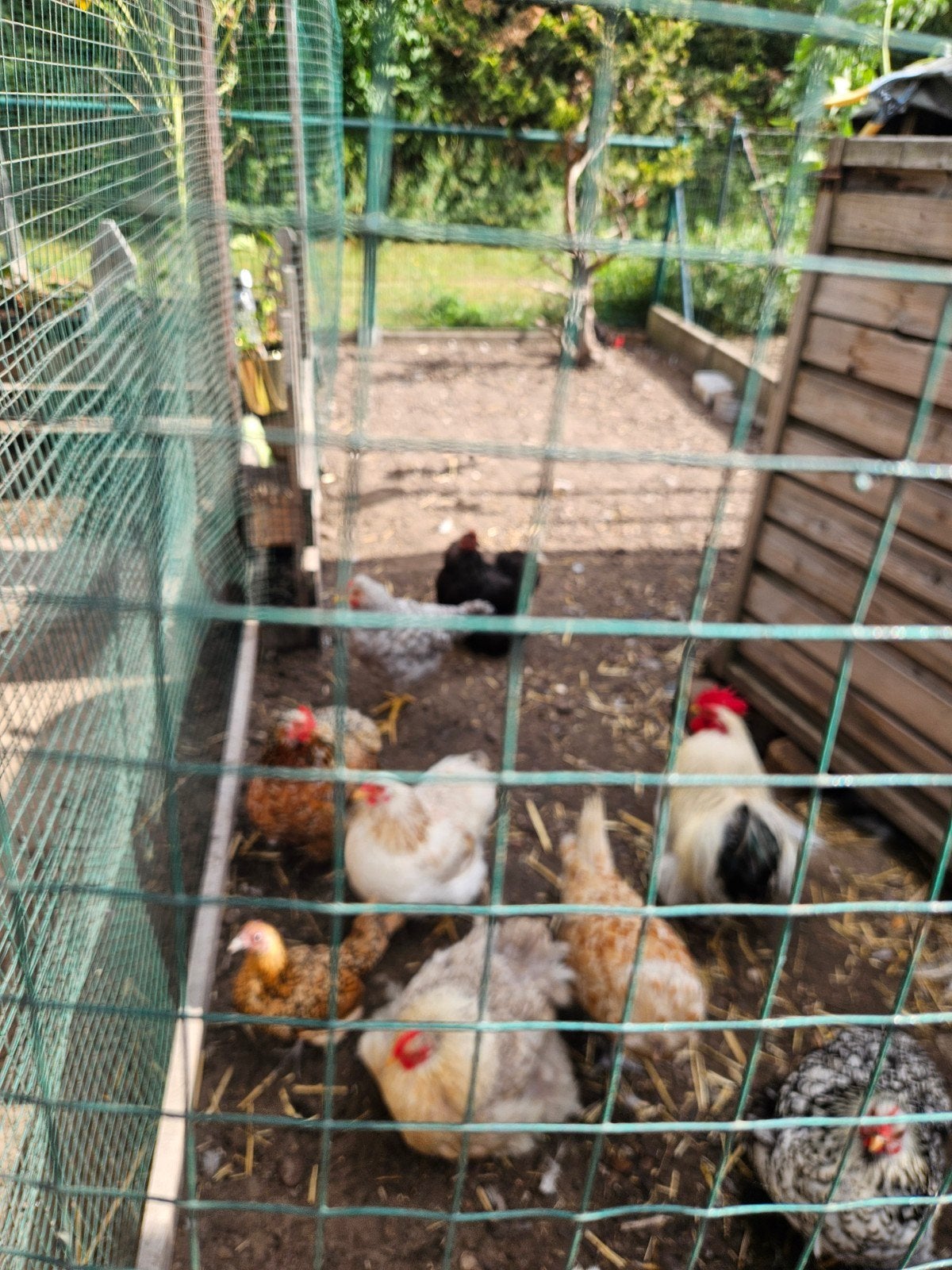 17 poule plus 2 coq pour 130 euro je vait juste arete lelvag, Animaux & Accessoires