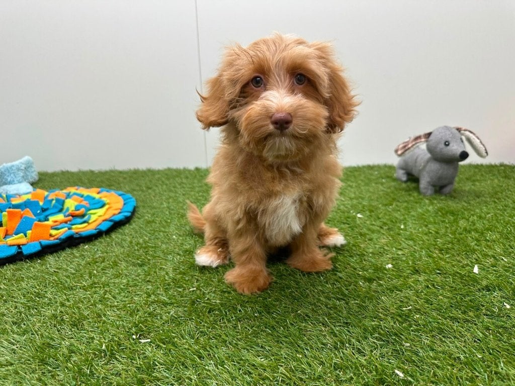 Chiots Maltipoo, Hépatite contagieuse (maladie de Rubarth), Plusieurs, Belgique, Plusieurs animaux