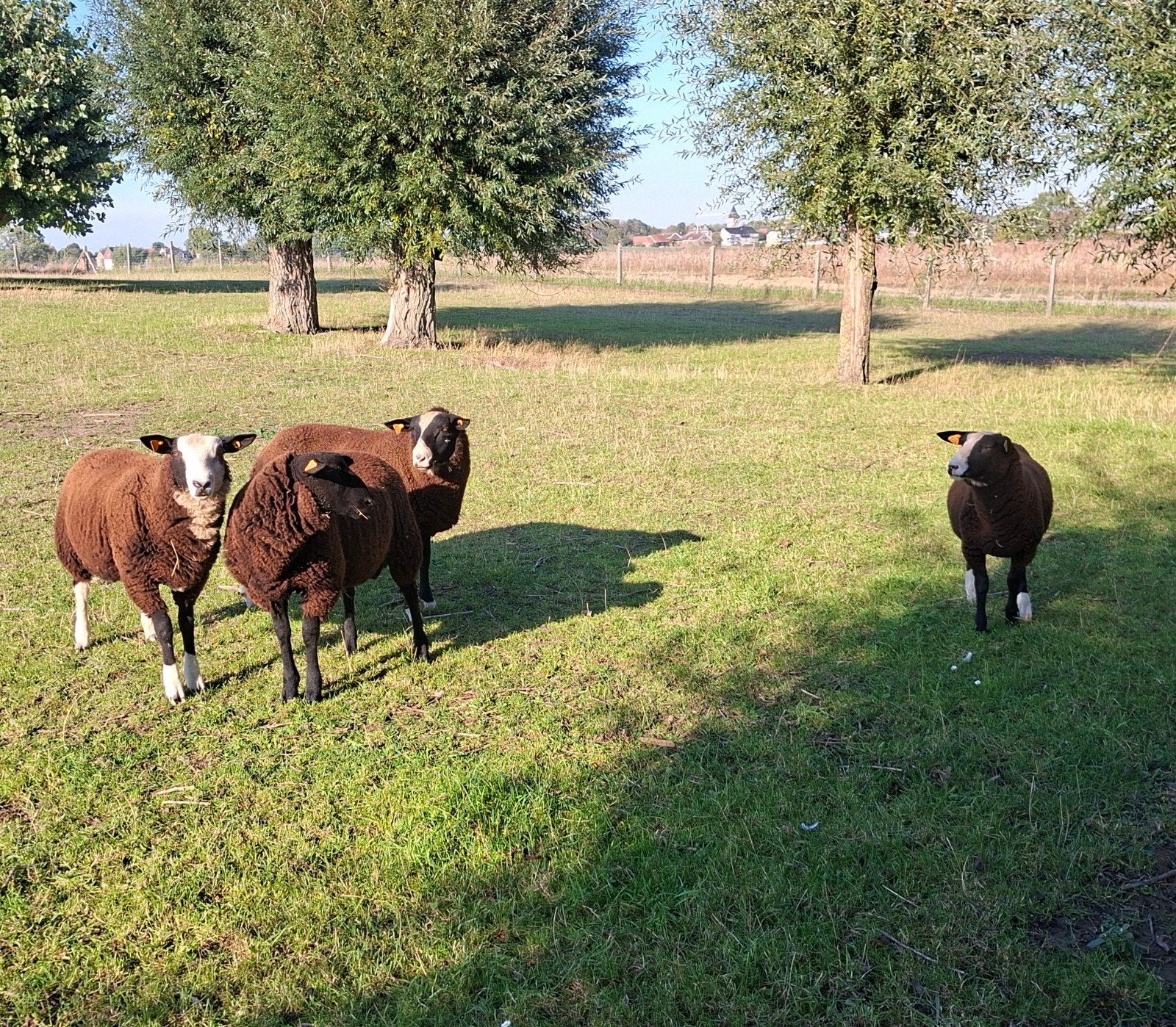 TE KOOP - 4 ZUIVER ZWARTBLES DEKBOKJES, Dieren en Toebehoren
