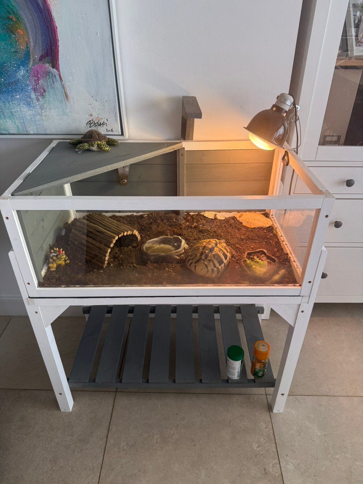 Vrouwelijke Russische landschildpad + terrarium, Dieren en Toebehoren, Reptielen en Amfibieën, Schildpad