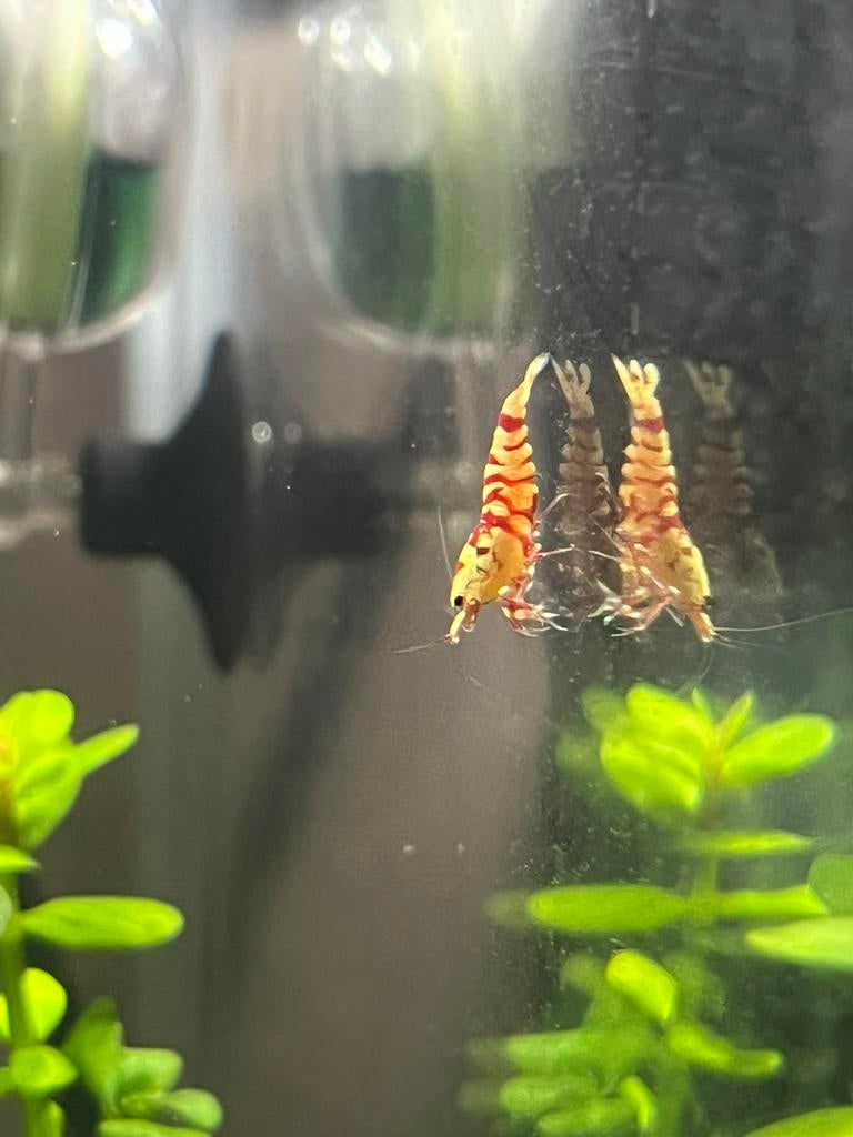 À vendre / Échange : Fancy Tiger Red - Qualité sélectionnée, Dieren en Toebehoren