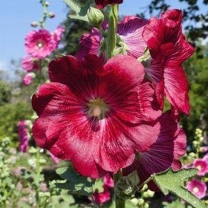 1stokroos gratis b. aankoop v. 10 plantn uit mijn asortiment, Tuin en Terras, Ophalen